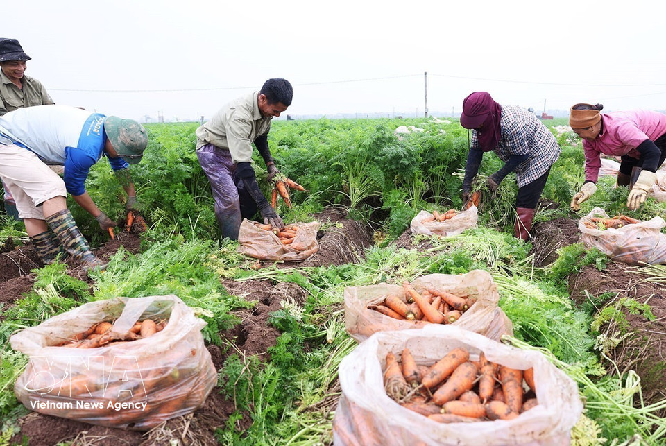 Cosecha de zanahorias para exportación en una zona de producción concentrada a gran escala, comuna de Tue Tinh, ciudad de Hai Phong. Foto: VNA
