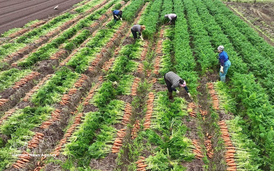 Cosecha de zanahorias para exportación en una zona de producción concentrada a gran escala, comuna de Tue Tinh, ciudad de Hai Phong. Foto: VNA