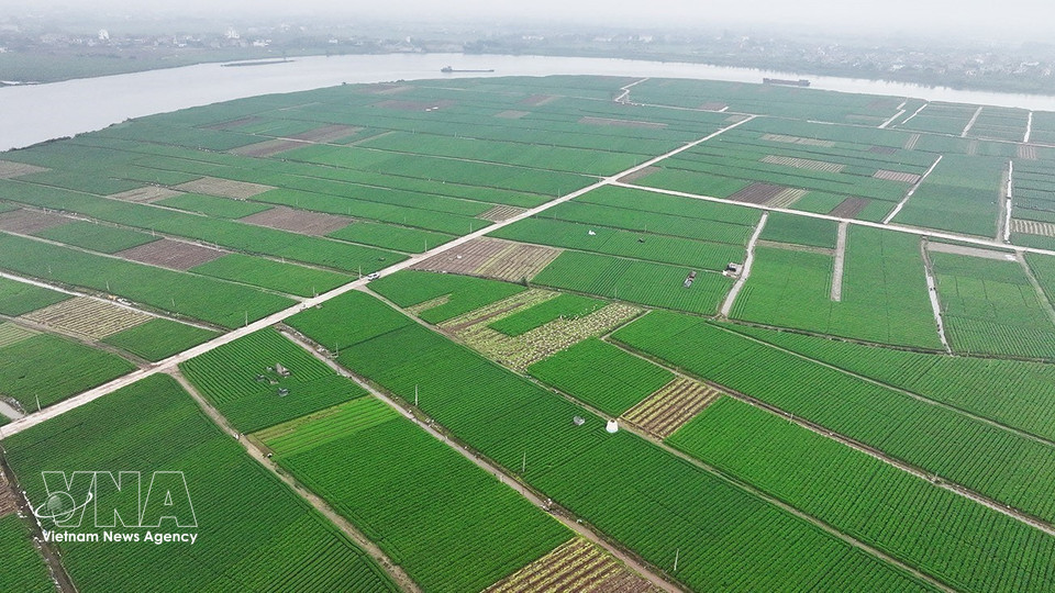 La comuna de Tue Tinh es una de las localidades con mayor superficie cultivada de zanahorias en la ciudad de Hai Phong, con 495 hectáreas sembradas en 2025-2026 y un rendimiento medio estimado de 504 quintales/hectárea. Foto: VNA