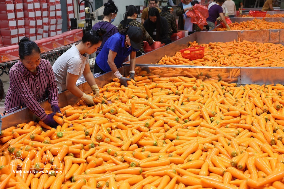 Clasificación y empaquetado de zanahorias para la exportación en una planta de la comuna de Tue Tinh, ciudad de Hai Phong. Foto: VNA