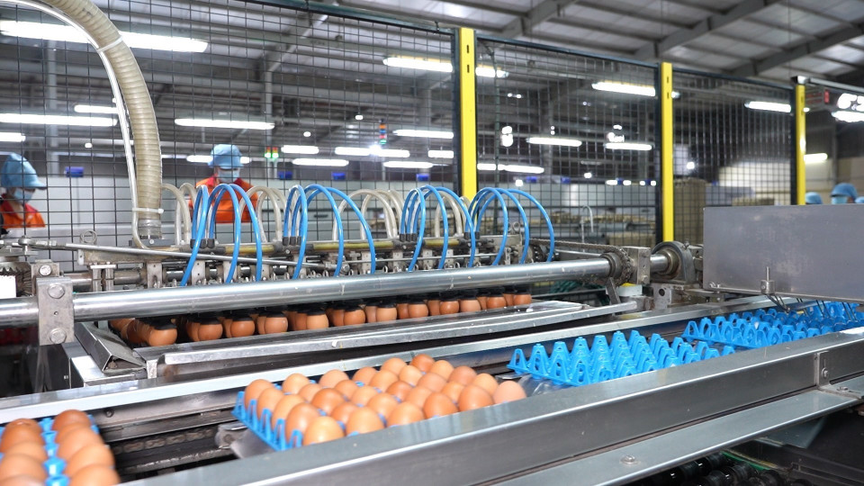 Línea de clasificación de huevos con sistema automático, esterilizada por rayos UV, en la empresa QL Vietnam Agroresources. (Foto: VNA)