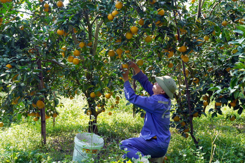 Residentes de la provincia de Ha Tinh cosechan naranjas Thuong Loc. Foto: VNA Residentes de la comuna de Can Loc (provincia de Ha Tinh) cosechan naranjas para abastecer el mercado del Tet. Foto: VNA