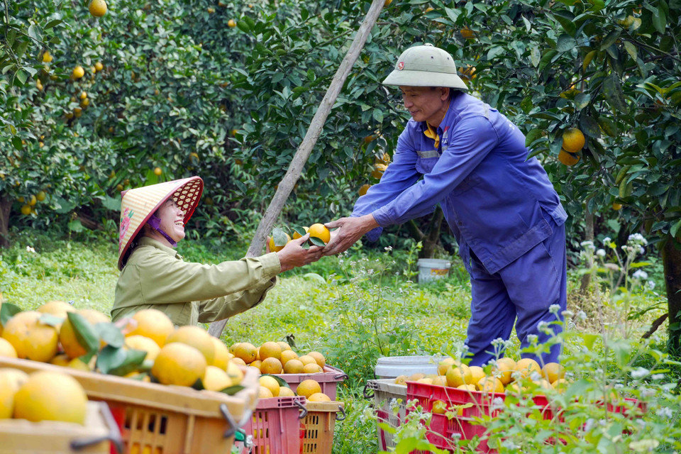 Residentes de la comuna de Can Loc (provincia de Ha Tinh) cosechan naranjas. Foto: VNA