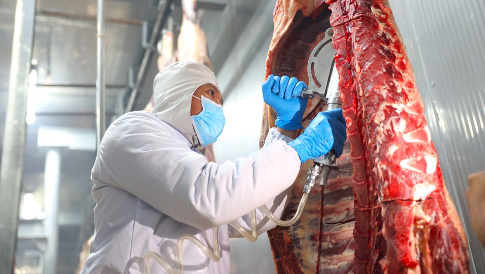 El proceso de sacrificio de vacas garantiza el bienestar animal y evita que las vacas toquen el suelo, según las normas Halal. (Foto: VNA)