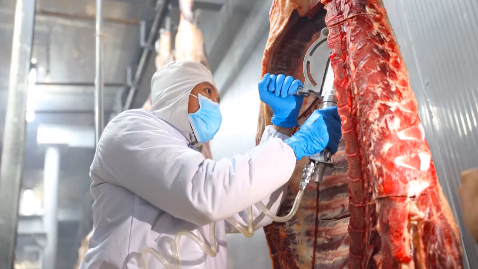 El proceso de sacrificio de vacas garantiza el bienestar animal y evita que las vacas toquen el suelo, según las normas Halal. (Foto: VNA)