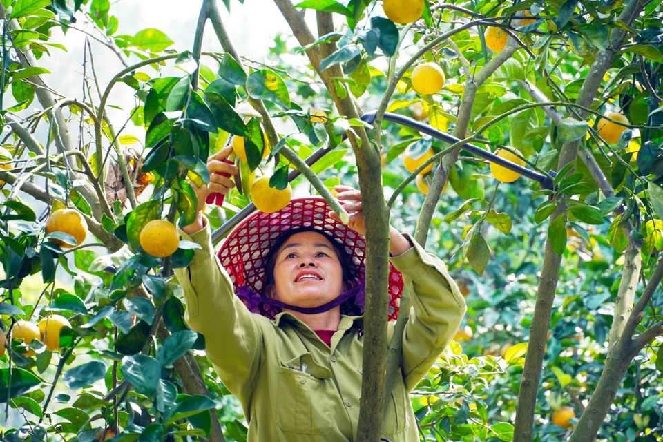 Cosecha de naranjas de Thuong Loc. Foto: VNA