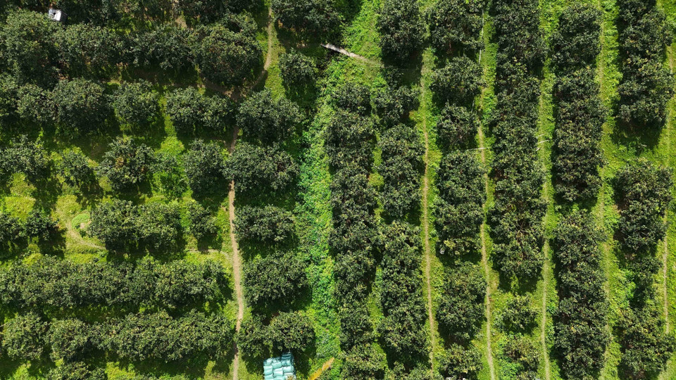 Actualmente, la comuna de Can Loc cuenta con 350 hectáreas de naranjos crujientes. Foto: VNA