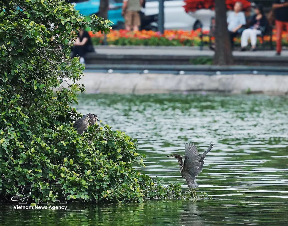 La presencia y el desarrollo de las especies de aves se ha considerado durante mucho tiempo un indicador importante que refleja la calidad del medio ambiente y el ecosistema de una región. Foto: VNA