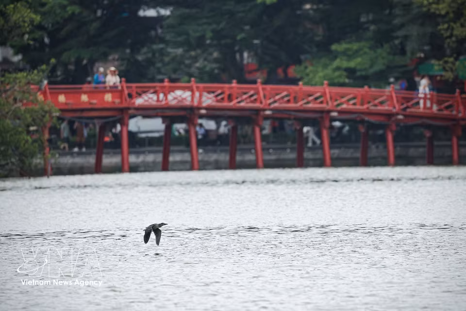 Un ave volando bajo sobre el lago Hoan Kiem, con el puente The Huc al fondo. Foto: VNA