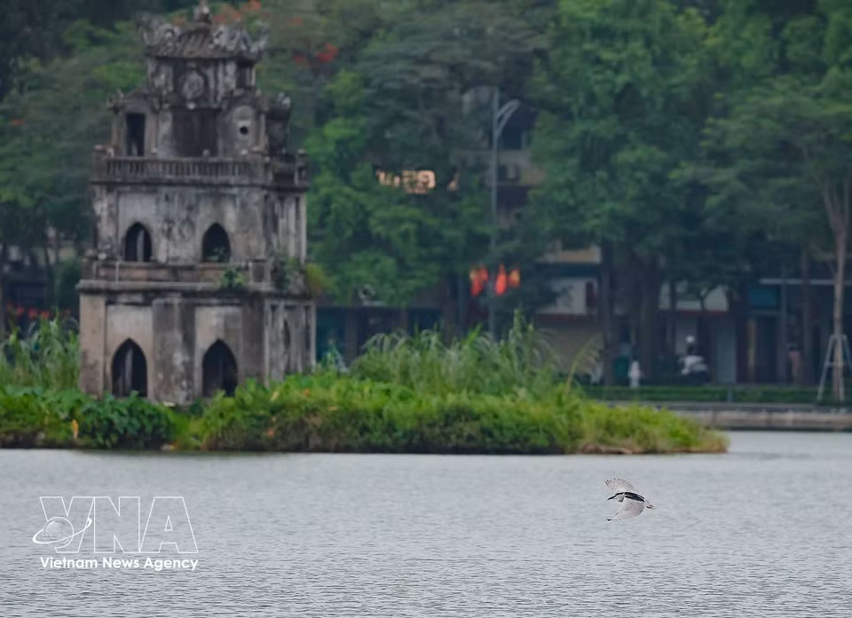 Una garza volando cerca de la superficie del agua en la zona del lago Hoan Kiem. Foto: VNA