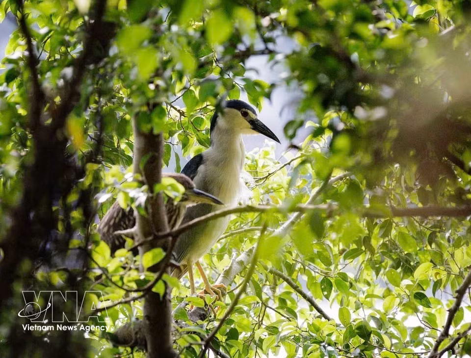 Una garza posada en la copa de un árbol en la zona del lago Hoan Kiem. Foto: VNA