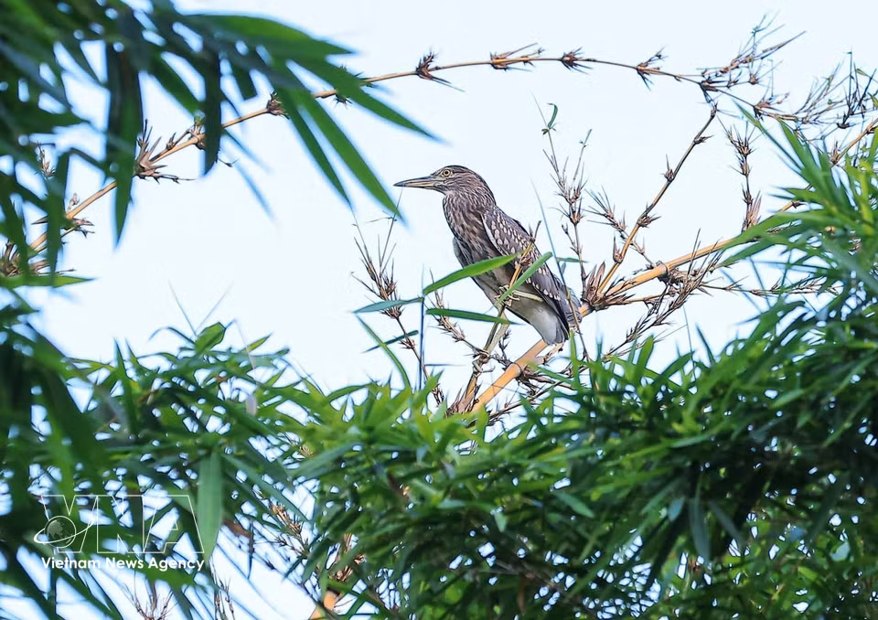 Aves silvestres en los bosques de bambú y árboles verdes a lo largo del lago Hoan Kiem. Foto: VNA