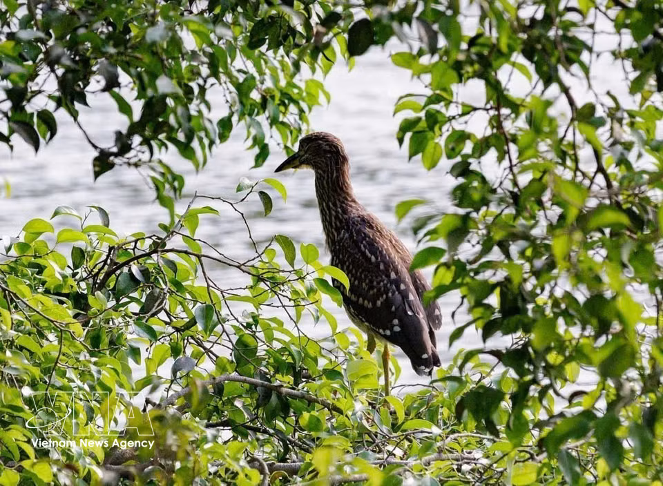 Una garza posada en la copa de un árbol en la zona del lago Hoan Kiem. Foto: VNA