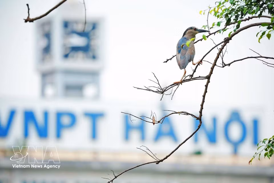 Una garza se posa en la rama de un árbol a orillas del lago Hoan Kiem, con la sede de VNPT Hanoi al fondo. Foto: VNA