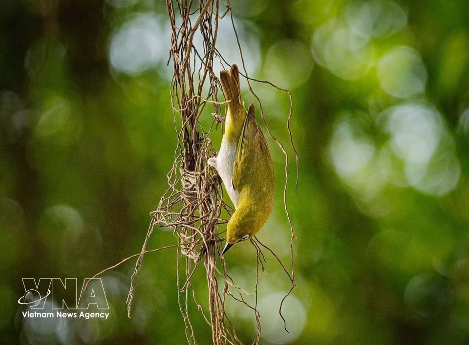 Un entorno propicio para las aves. Foto: VNA
