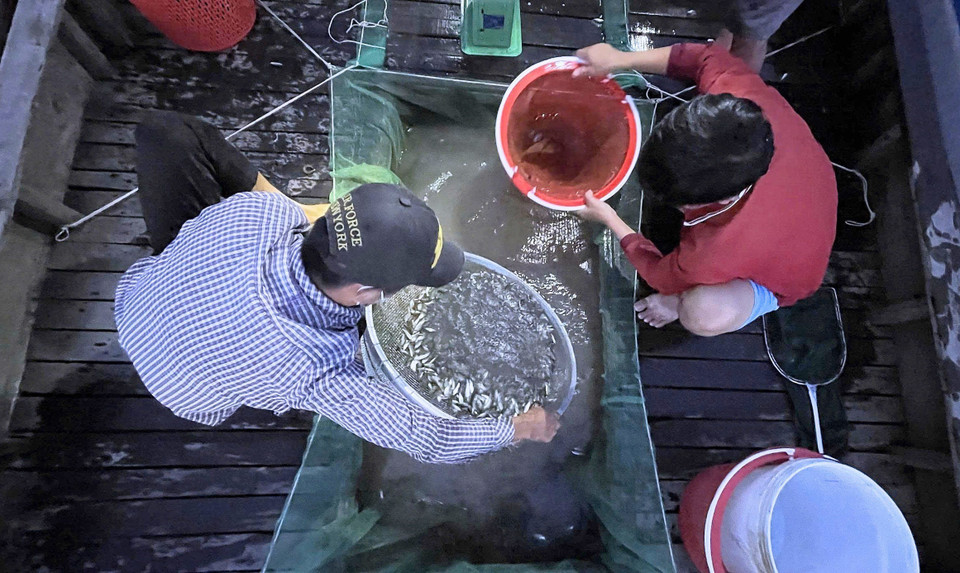 Los comerciantes compran linh joven cerca de su origen, justo en los campos inundados, para limitar la mortalidad de los peces y obtener mejores precios. Foto: VNA