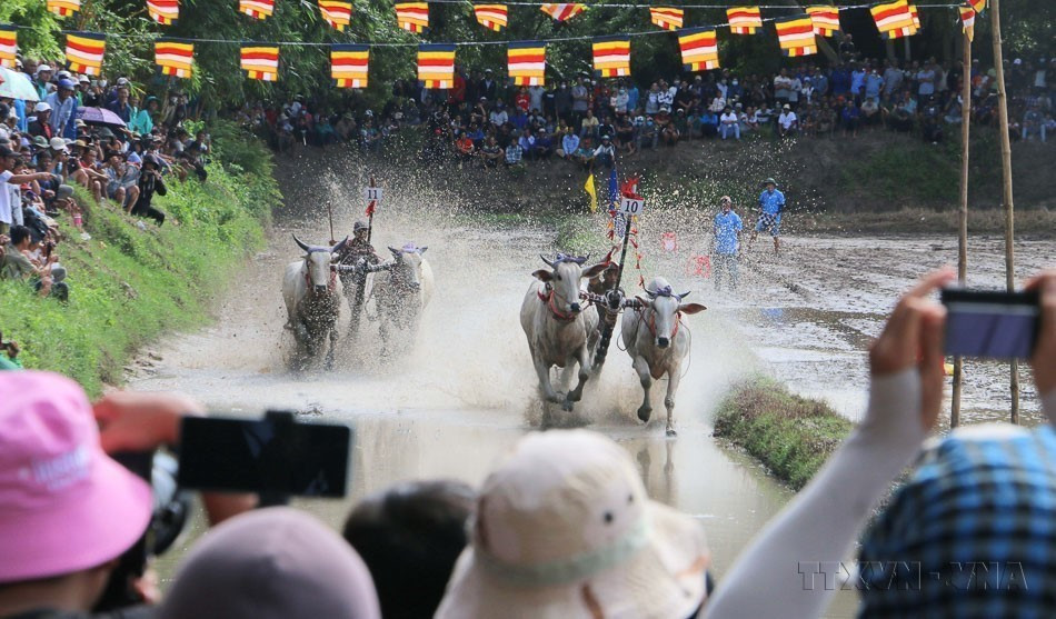 La carrera de toros de Bay Nui en An Giang es un festival con una fuerte identidad cultural tradicional, asociado a la ceremonia Sene Dolta del grupo étnico jemer en la zona de Bay Nui, en los distritos de Tri Ton y Tinh Bien. En 2016, el Ministerio de Cultura, Deportes y Turismo reconoció la carrera de toros de Bay Nui como Patrimonio Cultural Inmaterial Nacional. Foto: VNA
