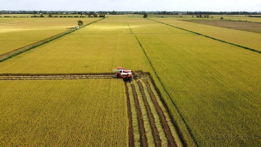 La agricultura en Vietnam se desarrolla de manera moderna y sostenible, aplicando la ciencia industrial y la innovación para aumentar la productividad y la calidad. En la imagen: Cosecha experimental del Proyecto de producción de arroz de alta calidad y baja emisión en Dong Thap. Foto: VNA