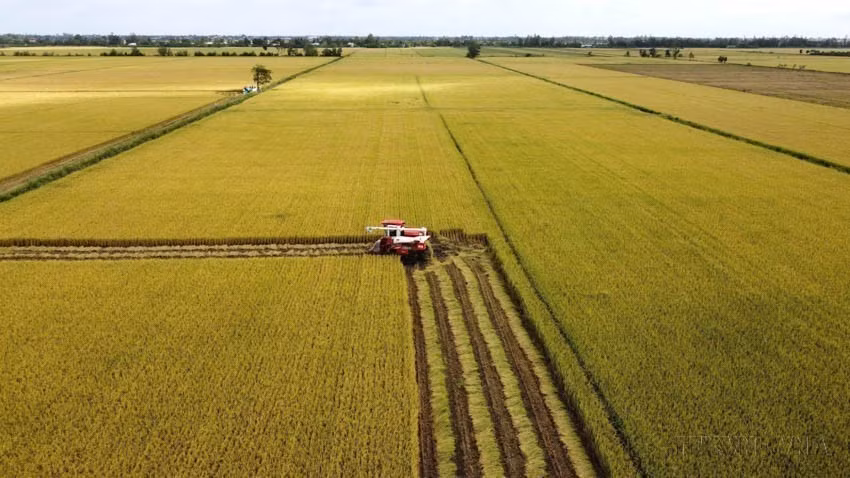 La agricultura en Vietnam se desarrolla de manera moderna y sostenible, aplicando la ciencia industrial y la innovación para aumentar la productividad y la calidad. En la imagen: Cosecha experimental del Proyecto de producción de arroz de alta calidad y baja emisión en Dong Thap. Foto: VNA
