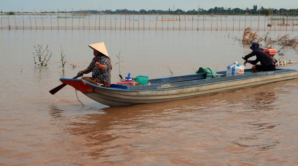 Los habitantes de la zona alta de la provincia de An Giang acuden a los campos inundados para capturar peces linh jóvenes al amanecer. Foto: VNA