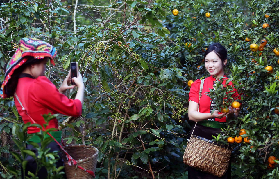 Visitantes recorren el huerto de mandarinas en la aldea de Muong Yen, barrio de Chieng Coi. (Foto: VNA)