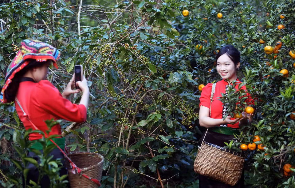 Visitantes recorren el huerto de mandarinas en la aldea de Muong Yen, barrio de Chieng Coi. (Foto: VNA)