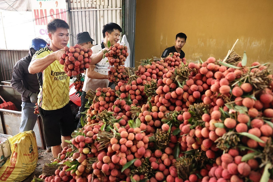 Clasificación y envasado de lichis de temporada principal para exportación en una granja agrícola familiar, calle Kim, distrito de Luc Ngan, provincia de Bac Giang. Foto: VNA