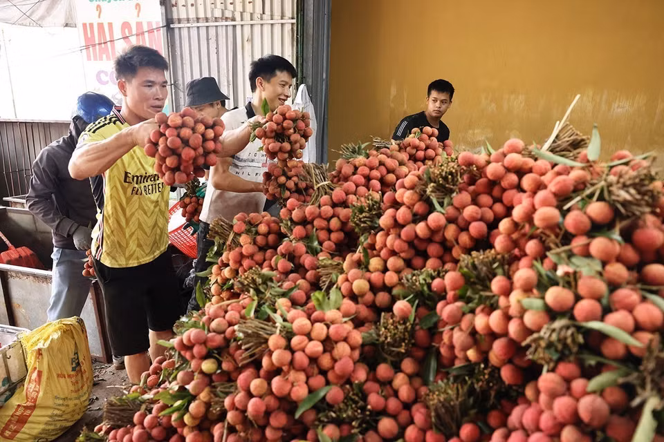 Clasificación y envasado de lichis de temporada principal para exportación en una granja agrícola familiar, calle Kim, distrito de Luc Ngan, provincia de Bac Giang. Foto: VNA