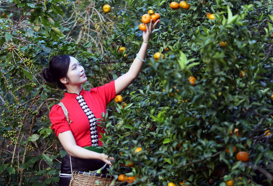 Visitantes recorren el huerto de mandarinas en la aldea de Muong Yen, barrio de Chieng Coi. (Foto: VNA)
