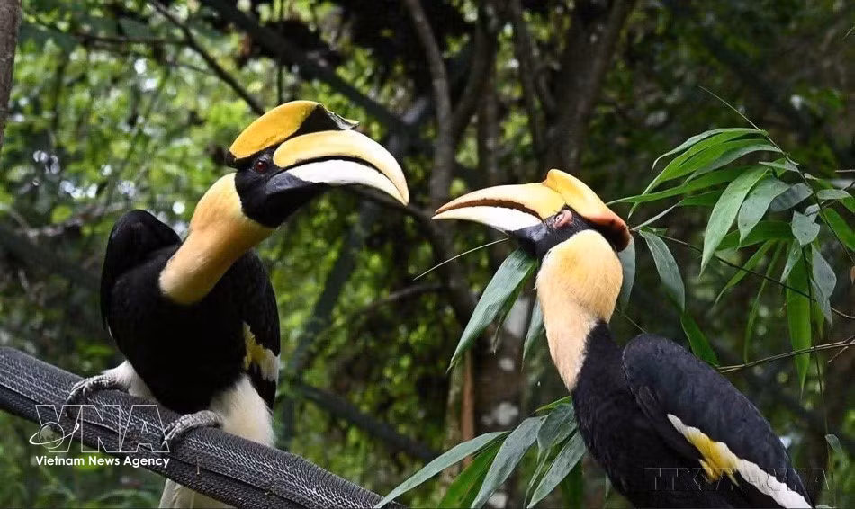 Una pareja de cálaos habitando en el dosel del bosque de Phong Nha-Ke Bang. Esta es un ave característica de la selva tropical, que generalmente solo aparece en áreas que aún conservan un alto grado de naturaleza virgen. Foto: VNA