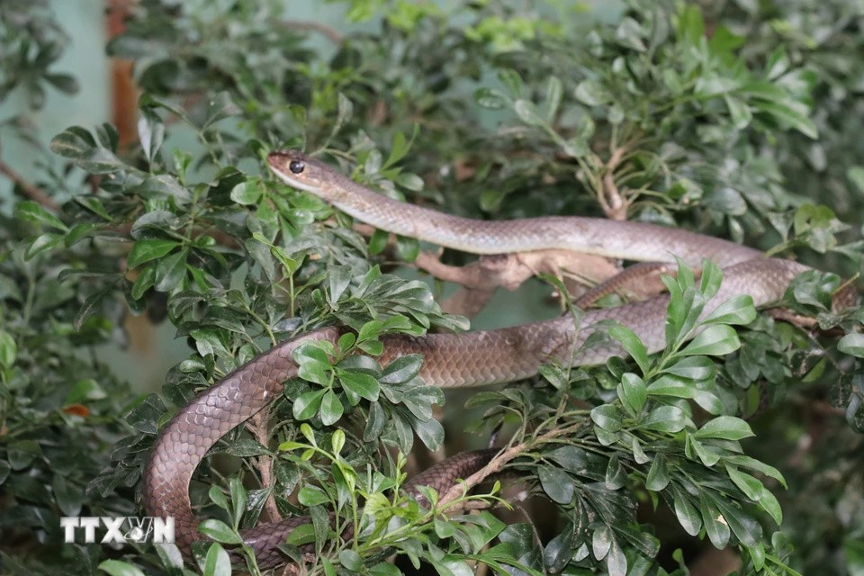 En la granja de Dong Tam se crían serpientes no venenosas para proporcionar alimento a las cobras reales. (Foto: VNA)