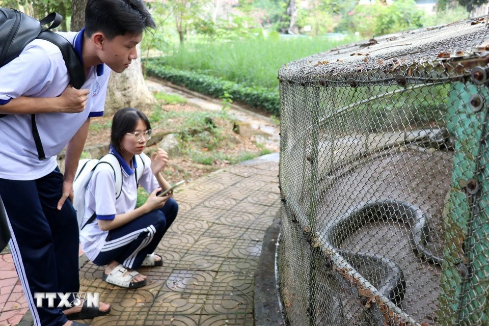 Las cobras reales y las cobras son dos especies raras y en peligro de extinción que se conservan en la granja de serpientes Dong Tam. (Foto: VNA)