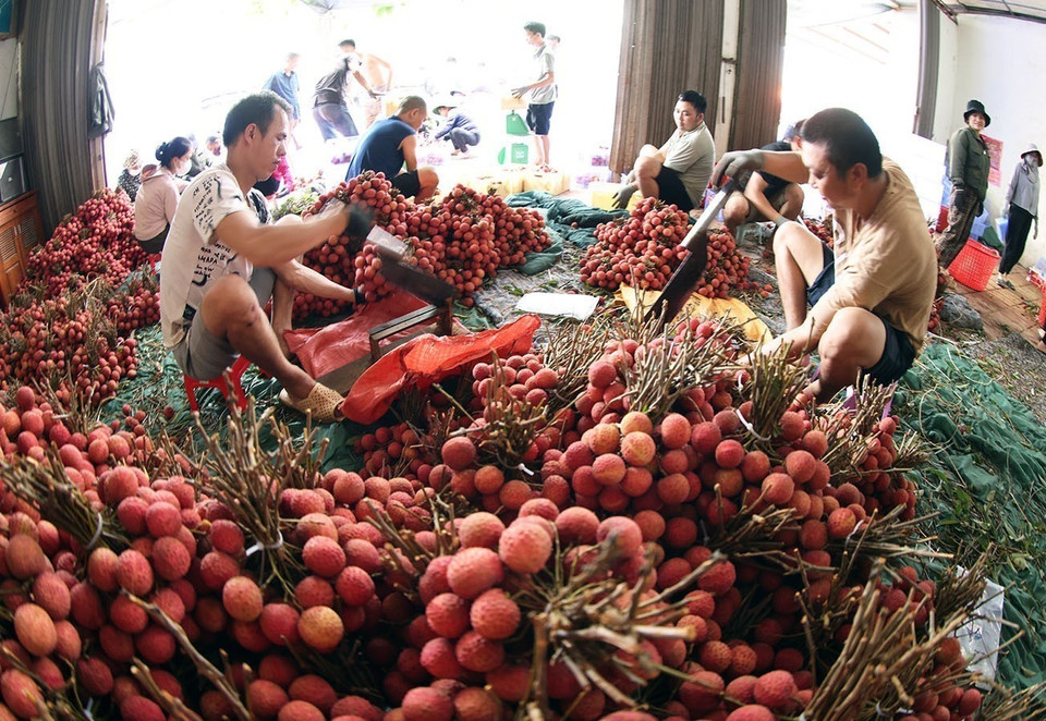 Empaquetado y conservación de lichis de temporada principal para exportación en una empresa familiar en la calle Kim, distrito de Luc Ngan, provincia de Bac Giang. Foto: VNA