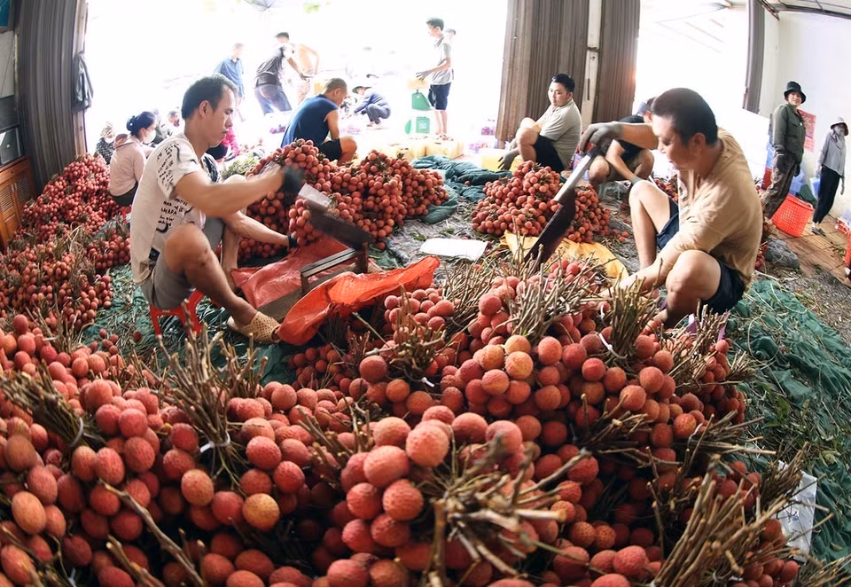 Empaquetado y conservación de lichis de temporada principal para exportación en una empresa familiar en la calle Kim, distrito de Luc Ngan, provincia de Bac Giang. Foto: VNA