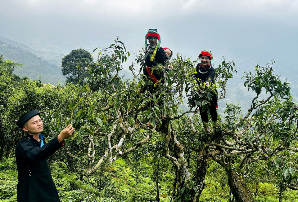 Los Dao en la provincia Ha Giang recogen hojas en árboles de té Shan Tuyet de cientos de años de antigüedad. Foto: VNA