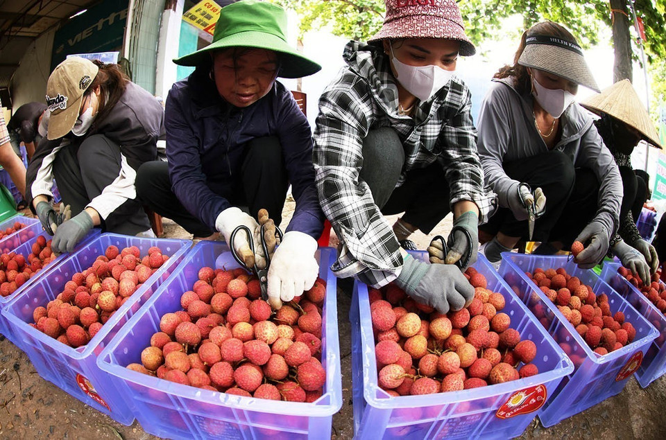Empaquetado y conservación de lichis de temporada principal para exportación en una granja familiar en la calle Kim, distrito de Luc Ngan, provincia de Bac Giang. Foto: VNA