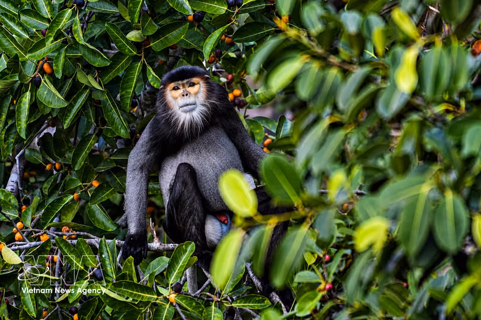 Langur de douc con patas negras adulto observa su entorno desde la copa de un árbol. Foto: VNA