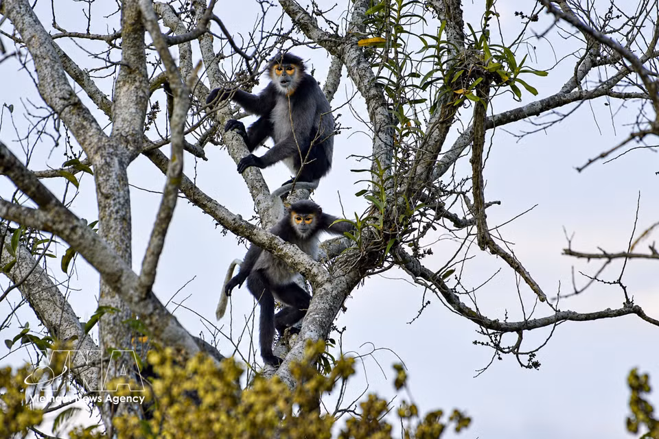 Ejemplares de langur de douc con patas negras se desplazan por el alto dosel en el hábitat forestal natural de la montaña Ba Den. Foto: VNA