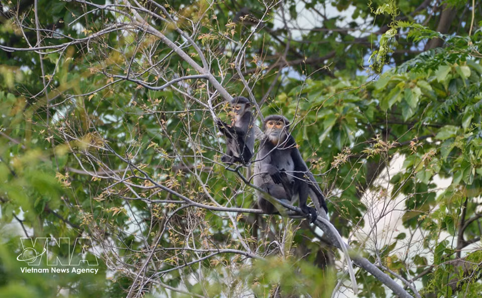 Los langures de douc con patas negras habitan en el dosel forestal de la zona de la montaña Ba Den, siendo una de las poblaciones de primates raros que se monitorean y preservan en Tay Ninh. Foto: VNA
