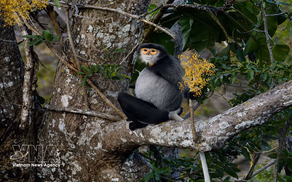 En la montaña Ba Den, se han registrado seis manadas con un total de 118 individuos de langur de douc con patas negras, una especie rara que vive de forma estable en el área forestal natural de la montaña. Foto: VNA