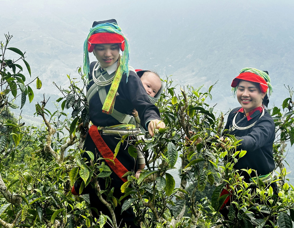 Las mujeres Dao recogen té de primavera en la cima de Tay Con Linh. Foto: VNA