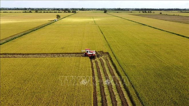 El cultivo de arroz de alta calidad y bajas emisiones en la provincia de Dong Thap. (Foto: VNA) lua-gao-050325.jpg