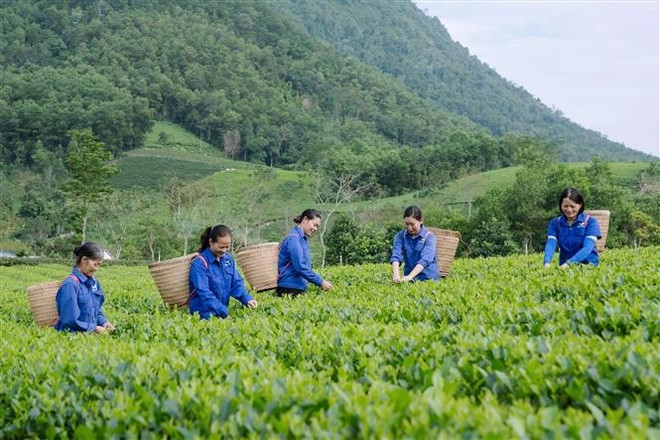 La Cooperativa de Té La Bang gestiona actualmente 37 hectáreas de plantaciones de té, de las cuales 20 hectáreas cumplen con los estándares VietGAP y 17 hectáreas se cultivan de forma orgánica. (Foto: VNA) anh-3-9.jpg