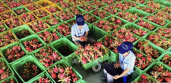 Procesamiento del fruta de dragón en la provincia de Binh Thuan. (Foto: VNA) 1000000453.jpg