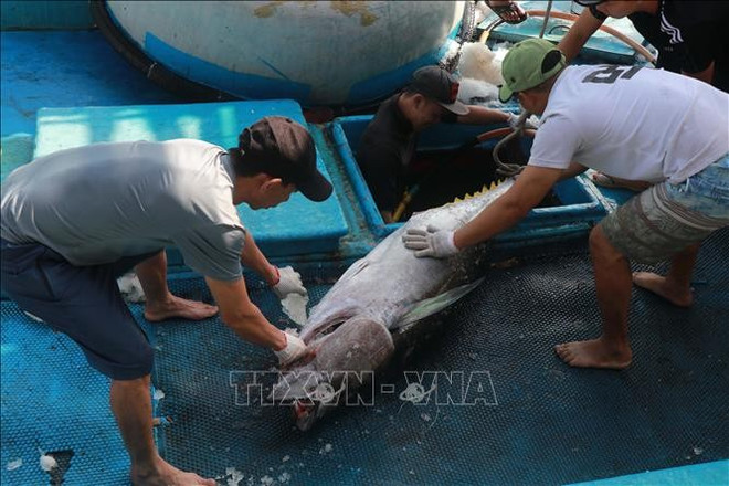 Pescadores nacionales enfrentan dificultad en materias primas. (Foto: VNA) 9929-03.jpg