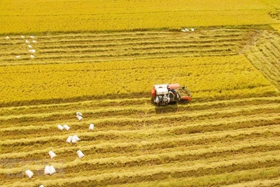 [Foto] Abundante cosecha Invierno-Primavera de 2019-2020 de arroz en Delta del Mekong 