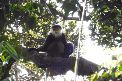 Animales silvestres en cautiverio en Vietnam enfrenta desafíos en medio de pandemia