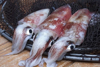Corea del Sur es el mayor importador de calamar y pulpo de Vietnam