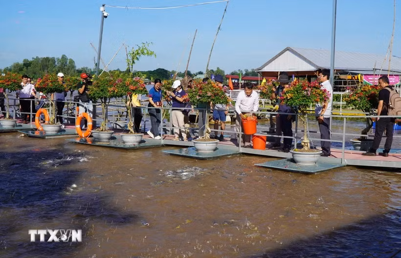 Los turistas visitan y experimentan la alimentación de los peces en el río Tien, ciudad de Hong Ngu, provincia de Dong Thap. (Fuente: VNA)