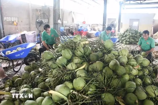 Procesamiento preliminar de cocos frescos para exportación en la compañía Mekong Fruit, comuna de Huu Dinh, distrito de Chau Thanh, provincia de Ben Tre. (Fuente: VNA)